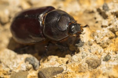 Avrupa gergedan böceği (Oryctes nasicornis), Dynastinae familyasına ait büyük bir uçan böcek türü..