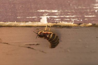 Lampyridae Lampyris noctiluca. Yaygın parlayan kurt Avrupa. Dişi Ateşböceği.