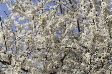Nisan ayında erik çiçeği. Meyve ağacının beyaz çiçekleri. Arılar ve diğer böcekler çiçekler tozlaşın.