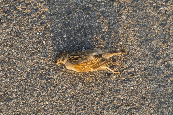 Dode Vogel Road Wars Dood Van Een Mus Het Doden — Stockfoto