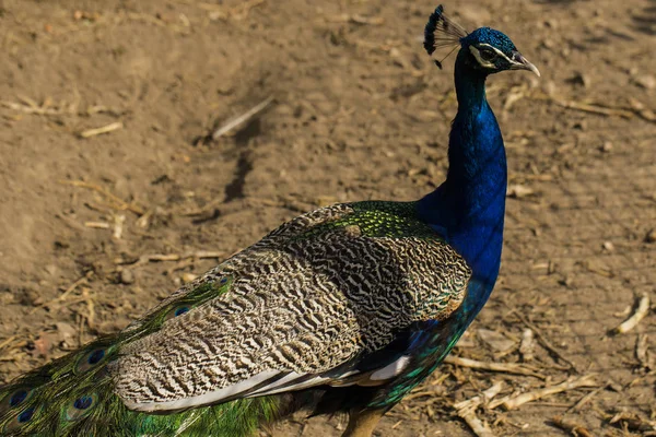 Indiai Páva Vagy Kék Páva Pavo Cristatus Nagy Élénk Színű — Stock Fotó