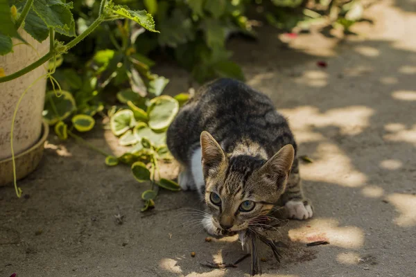 Een Kitten Een Mus Pet Doodt Vogels Eet Kitty Een — Stockfoto