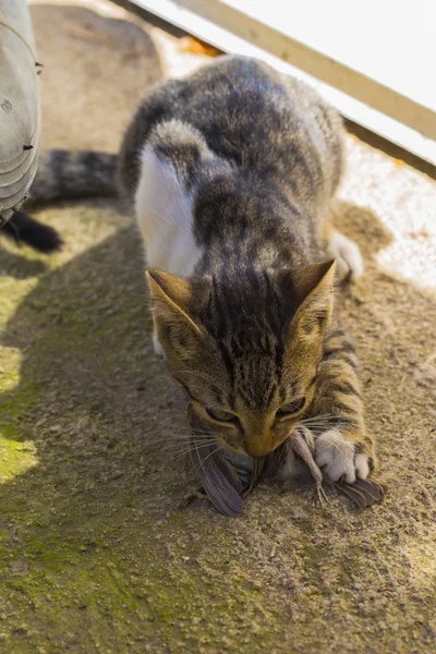 Bir Kedi Yavrusu Bir Serçe Evcil Hayvan Kuşları Öldürür Onları — Stok fotoğraf