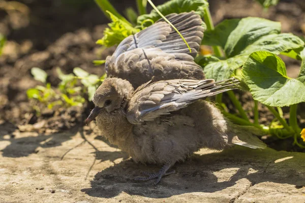 Vild Duva Chick Krage Dove Streptopelia Decaocto Duva Som Förekommer — Stockfoto