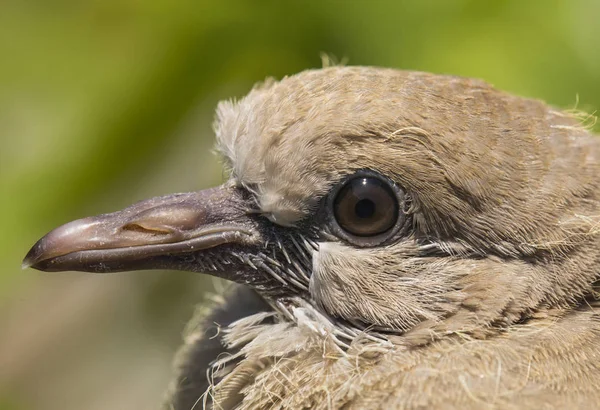 Vild Duva Chick Krage Dove Streptopelia Decaocto Duva Som Förekommer — Stockfoto