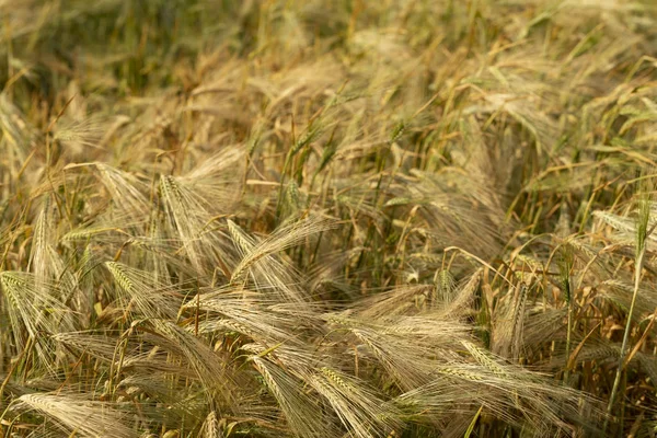 Χωράφι Σιτηρά Χώρος Για Σιτάρι Για Γεωργικούς Σκοπούς Βάση Τροφίμων — Φωτογραφία Αρχείου