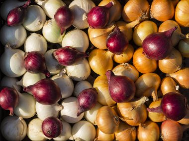Çok renkli soğan. Hasat kök bitkileri. Kırmızı, sarı ve beyaz sebze. Alacalı yay - bitki arka planı.