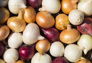 Çok renkli soğan. Hasat kök bitkileri. Kırmızı, sarı ve beyaz sebze. Alacalı yay - bitki arka planı.