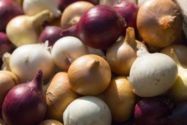 Çok renkli soğan. Hasat kök bitkileri. Kırmızı, sarı ve beyaz sebze. Alacalı yay - bitki arka planı.