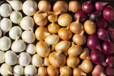 Çok renkli soğan. Hasat kök bitkileri. Kırmızı, sarı ve beyaz sebze. Alacalı yay - bitki arka planı.