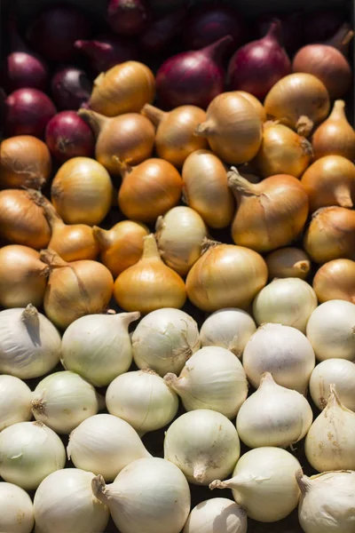 Bunte Zwiebel Wurzelpflanzen Ernten Rotes Gelbes Und Weißes Gemüse Farbenfroher — Stockfoto