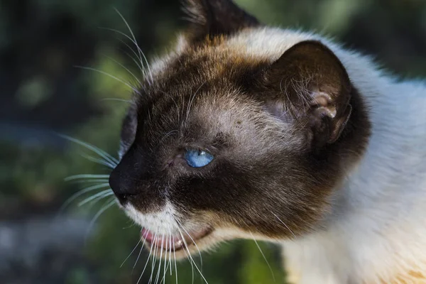 Vieux Chat Mutant Aux Yeux Bleus Les Yeux Prédateur Portrait — Photo