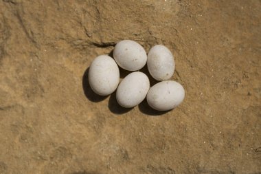 Beş yumurta kum kertenkele (Lacerta agilis) bir lacertid kertenkele. Sürüngenin yaşam alanı kayalık bir alandadır.. 