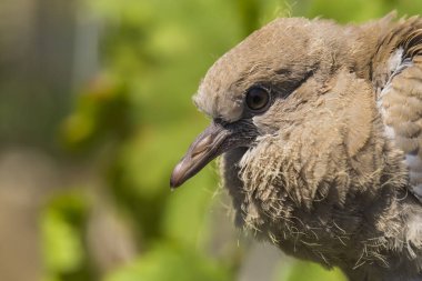 Vahşi güvercin yavrusu. Avrasya yakalı güvercin (Streptopelia decaocto), güvercin türü avrupa ve Asya'da bulunur. Streptopelia.