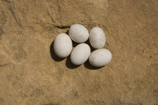 Beş yumurta kum kertenkele (Lacerta agilis) bir lacertid kertenkele. Sürüngenin yaşam alanı kayalık bir alandadır.. 