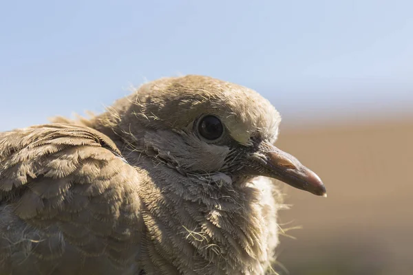 Vahşi güvercin yavrusu. Avrasya yakalı güvercin (Streptopelia decaocto), güvercin türü avrupa ve Asya'da bulunur. Streptopelia.