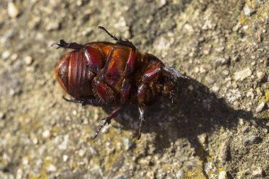Avrupa gergedan böceği (Oryctes nasicornis), Dynastinae familyasına ait büyük bir uçan böcek türü..