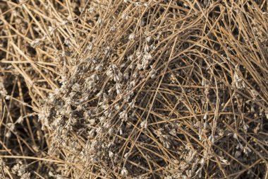 Kurutulmuş çiçek yığınları. Lavandula - nane aile, Lamiaceae bitki. Parfüm endüstrisinin biyo atık.