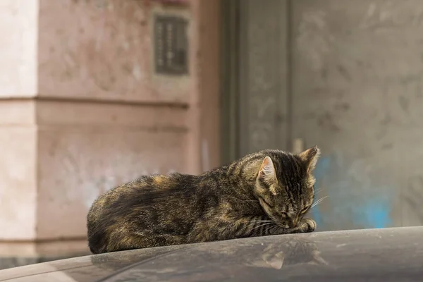 Die Stadtkatze Liegt Auf Dem Autodach Und Wäscht Sich Tierleben — Stockfoto