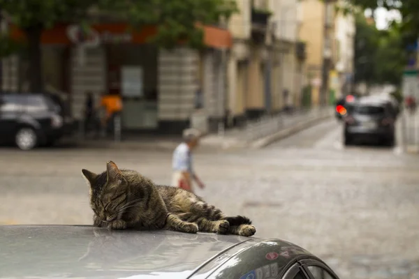 Die Stadtkatze Liegt Auf Dem Autodach Und Wäscht Sich Tierleben — Stockfoto