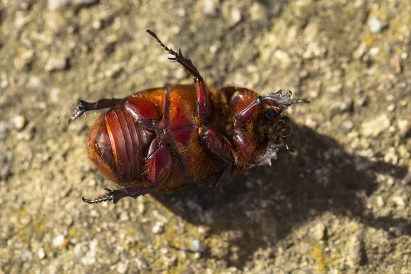 Avrupa gergedan böceği (Oryctes nasicornis), Dynastinae familyasına ait büyük bir uçan böcek türü..