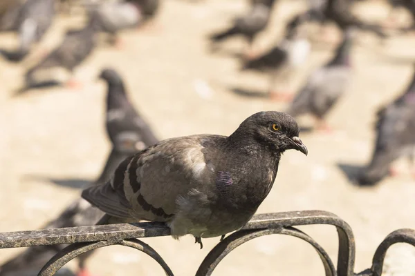 Pomba Das Rochas Pombo Comum Membro Ave Columbidae Vida Animal — Fotografia de Stock