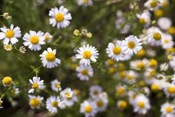 Tripleurospermum Inodorum Dziki Rumianek Mayweed Fałszywy Rumianek Czoło Baldr Jest — Zdjęcie stockowe