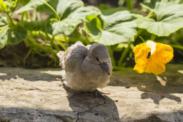 Wild pigeon chick. Eurasian collared dove (Streptopelia decaocto) is a dove species native to Europe and Asia. Streptopelia.