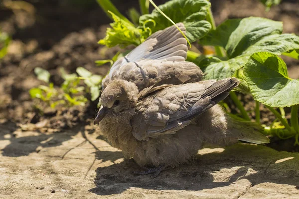 Dzikie Gołąb Pisklę Gołąbek Zwyczajny Streptopelia Decaocto Gatunek Gołębia Europy — Zdjęcie stockowe