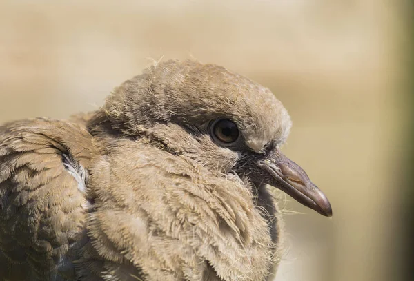 Wild pigeon chick. Eurasian collared dove (Streptopelia decaocto) is a dove species native to Europe and Asia. Streptopelia.