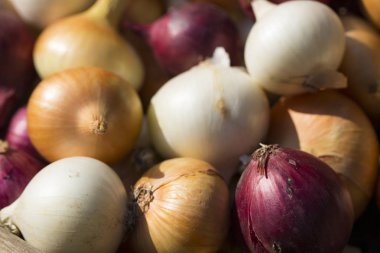 Çok renkli soğan. Hasat kök bitkileri. Kırmızı, sarı ve beyaz sebze. Alacalı yay - bitki arka planı.