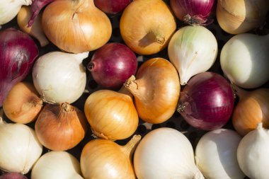 Çok renkli soğan. Hasat kök bitkileri. Kırmızı, sarı ve beyaz sebze. Alacalı yay - bitki arka planı.