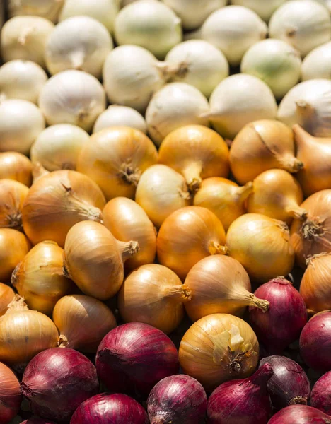 Bunte Zwiebel Wurzelpflanzen Ernten Rotes Gelbes Und Weißes Gemüse Farbenfroher — Stockfoto