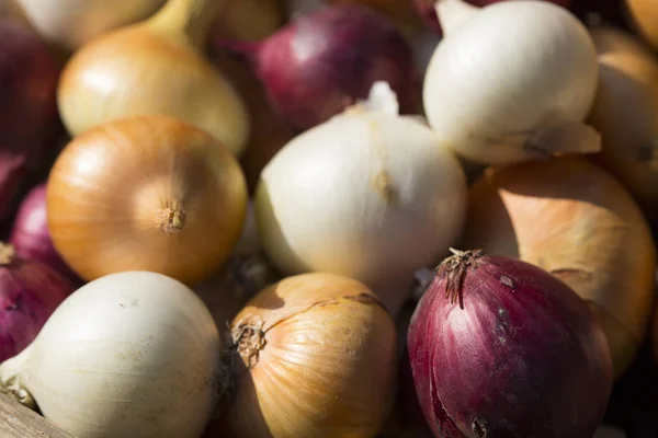 Bunte Zwiebel Wurzelpflanzen Ernten Rotes Gelbes Und Weißes Gemüse Farbenfroher — Stockfoto