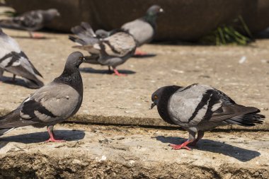 Kaya güvercini, ya da ortak güvercin, kuş Columbidae üyesidir. Metropoldeki hayvan yaşamı. Erkek güvercin kur kadın güvercin.
