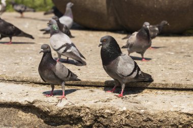 Kaya güvercini, ya da ortak güvercin, kuş Columbidae üyesidir. Metropoldeki hayvan yaşamı. Erkek güvercin kur kadın güvercin.