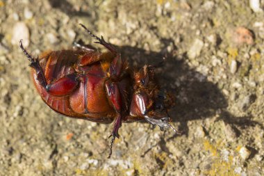 Avrupa gergedan böceği (Oryctes nasicornis), Dynastinae familyasına ait büyük bir uçan böcek türü..