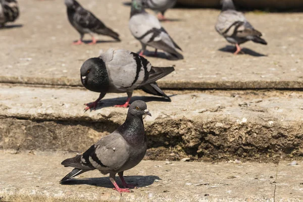 Kaya güvercini, ya da ortak güvercin, kuş Columbidae üyesidir. Metropoldeki hayvan yaşamı. Erkek güvercin kur kadın güvercin.