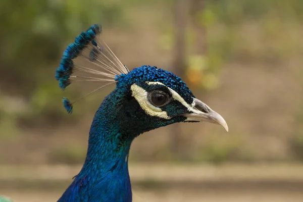 Peafowl Indiano Pavão Azul Pavo Cristatus Pássaro Grande Brilhantemente Colorido — Fotografia de Stock