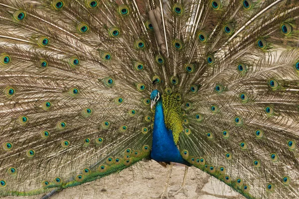 Peafowl Indio Peafowl Azul Pavo Cristatus Ave Grande Colores Brillantes — Foto de Stock