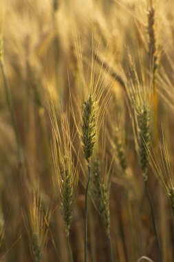 Tahıl alanı. Buğday alanı. Tarımsal amaçlar için arazi. İnsan ırkının gıda tabanı. Çiçeklenme sırasında yeşil tahıl.