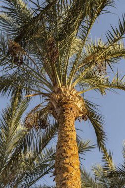 Tarihi palms Sina Yarımadası.
