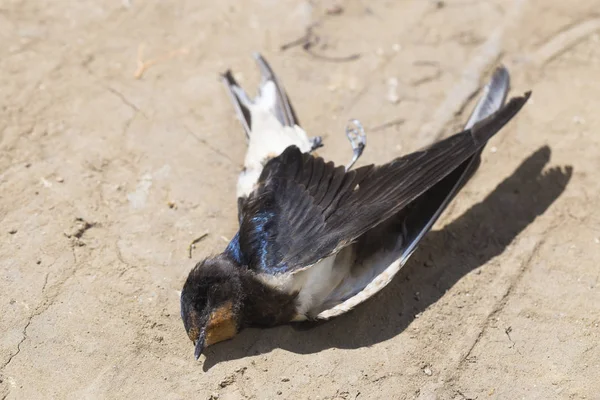 Dead Bird Road Wars Death Swallow Killing Bird Death Car — Stock Photo, Image