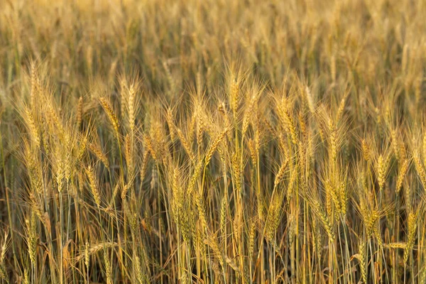 Getreidefeld Platz Für Weizen Land Für Landwirtschaftliche Zwecke Nahrungsgrundlage Der — Stockfoto
