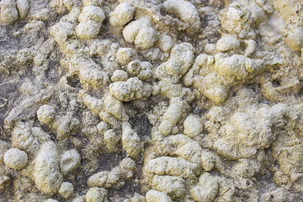 Textura Rocha Sedimentar Marinha Coprolites Dos Antigos Habitantes Mar — Fotografia de Stock