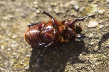 Avrupa gergedan böceği (Oryctes nasicornis), Dynastinae familyasına ait büyük bir uçan böcek türü..