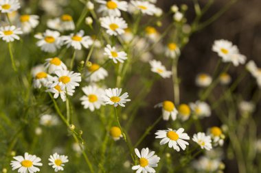Tripleurospermum inodorum, yabani papatya, mayweed, false papatya ve Baldr kaş, Tripleurospermum türüdür.