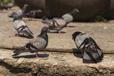 Kaya güvercini, ya da ortak güvercin, kuş Columbidae üyesidir. Metropoldeki hayvan yaşamı. Erkek güvercin kur kadın güvercin.