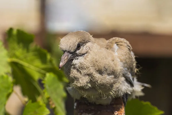 Wild pigeon chick. Eurasian collared dove (Streptopelia decaocto) is a dove species native to Europe and Asia. Streptopelia.