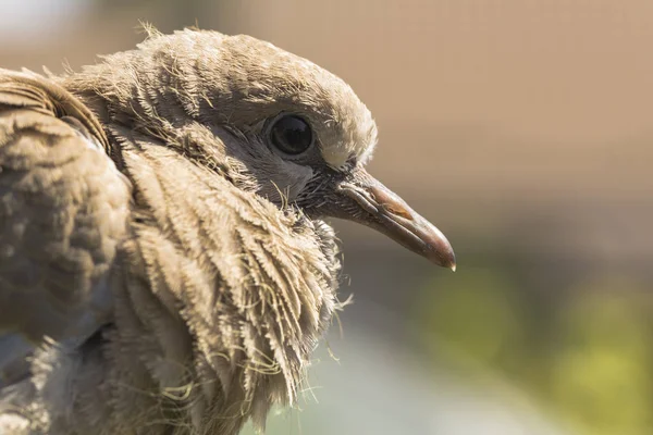 Vild Duva Chick Krage Dove Streptopelia Decaocto Duva Som Förekommer — Stockfoto